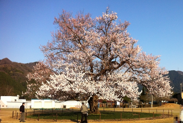 味真野小学校の桜