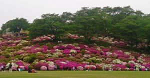 福井県の桜やつつじの名所 鯖江市の 西山公園 開花はいつ頃なの 福井しらべ 福井県の桜やつつじの名所 鯖江市の 西山公園 開花はいつ頃なの 福井しらべ
