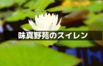 味真野苑のスイレン