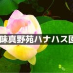 味真野苑ハナハス園