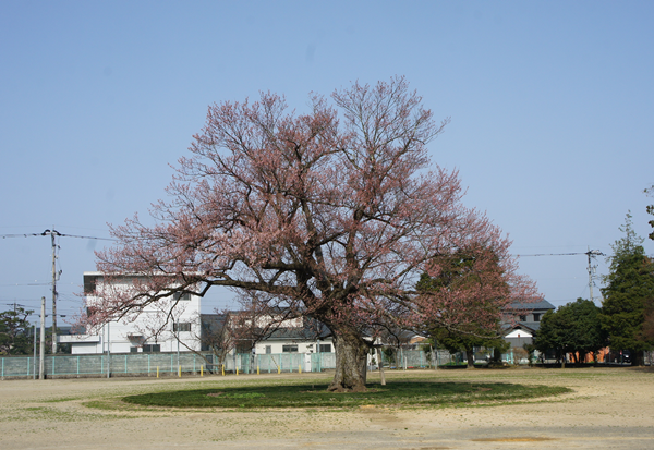 味真野小学校の桜