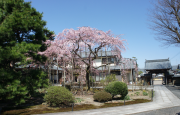 しだれ桜