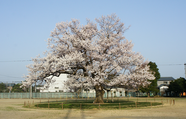 味真野の桜
