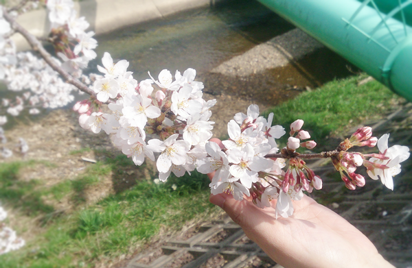 吉野瀬川