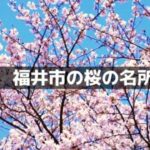 福井市の桜の名所