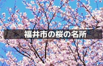 福井市の桜の名所