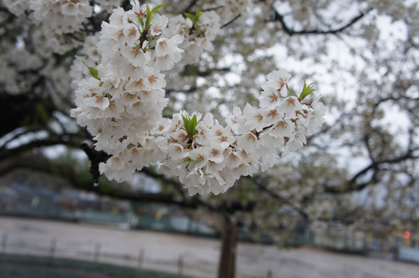味真野の桜