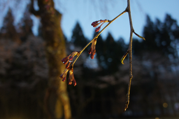 年の竹田地区のしだれ桜の開花はいつ 注意点は ライトアップは 福井しらべ