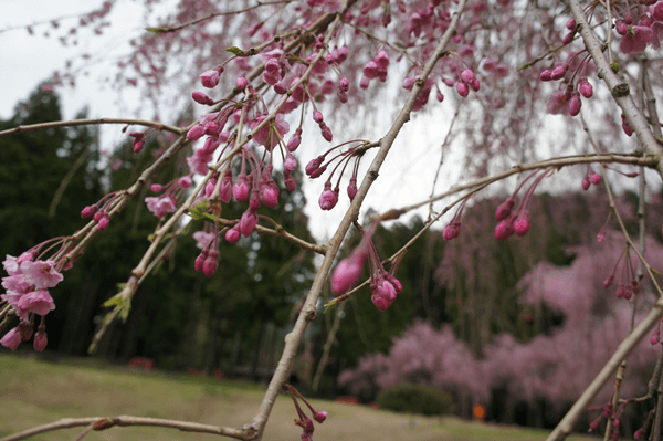 年の竹田地区のしだれ桜の開花はいつ 注意点は ライトアップは 福井しらべ