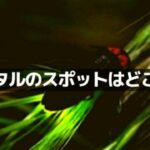 福井のホタルのスポット