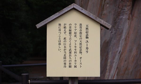 ユーカリの木
