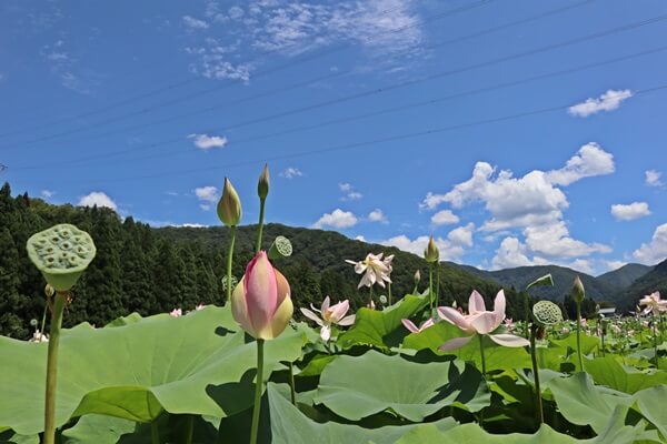 南越前町の花はす公園の2023年ハスまつり。見頃はいつ？ 福井しらべ