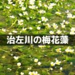治左川の梅花藻（バイガモ）
