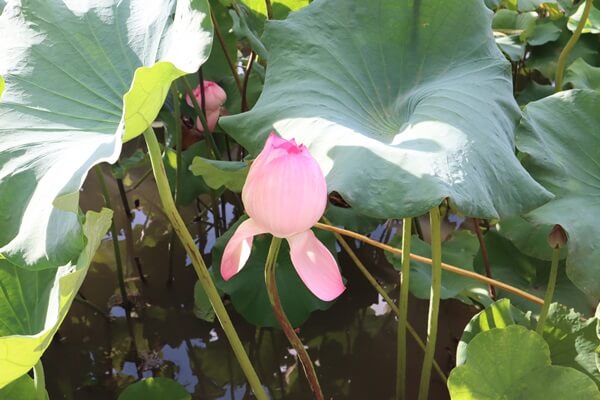 花はす祭り終了後