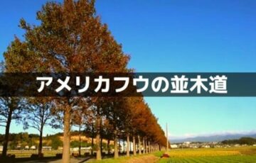 アメリカフウの並木道