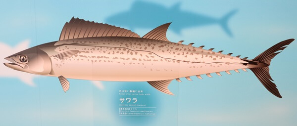 サワラ