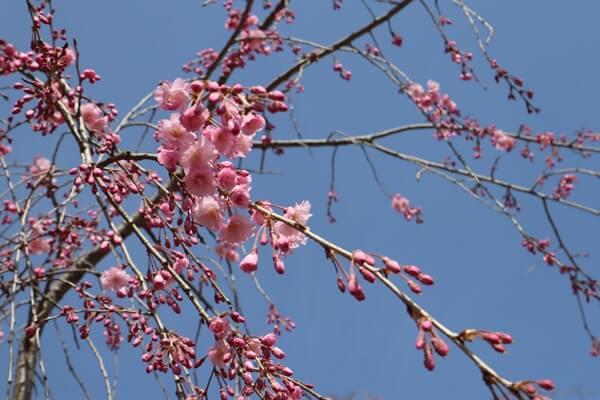 2023年の竹田地区のしだれ桜の開花はいつ？注意点は？ライトアップは？ 福井しらべ