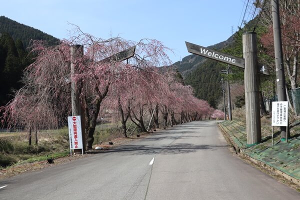 21年の竹田地区のしだれ桜の開花はいつ 注意点は ライトアップは 福井しらべ