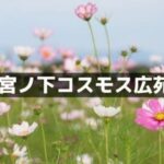 宮ノ下コスモス広苑