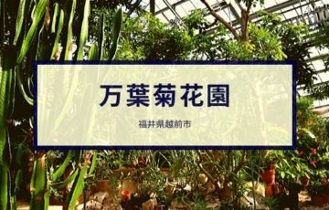 万葉菊花園