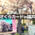 福井の桜カード