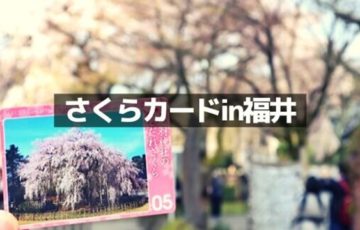 福井の桜カード