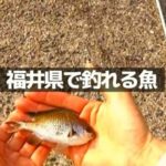 福井県で季節ごとに釣れる魚