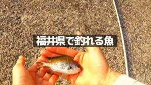 福井県で季節ごとに釣れる魚
