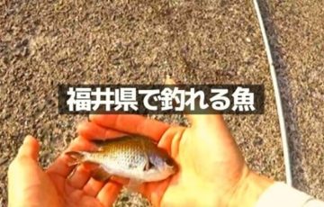 福井県で季節ごとに釣れる魚