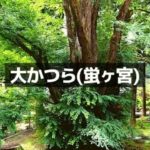 大カツラ