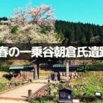 春の一乗谷朝倉氏遺跡