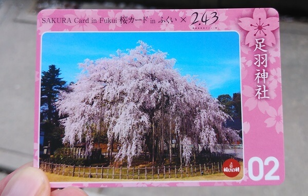 2021年桜カード