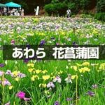 北潟湖畔花菖蒲園