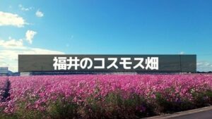 福井のコスモス畑