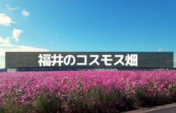 福井のコスモス畑