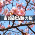 吉崎御坊跡の桜