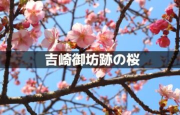 吉崎御坊跡の桜