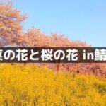 鯖江の菜の花と桜