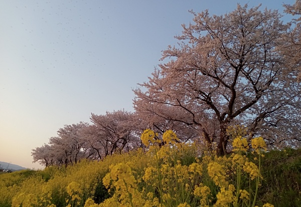 鯖江の菜の花と桜