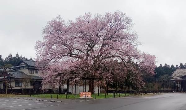 池泉の桜