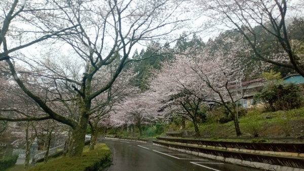 花筺公園の桜