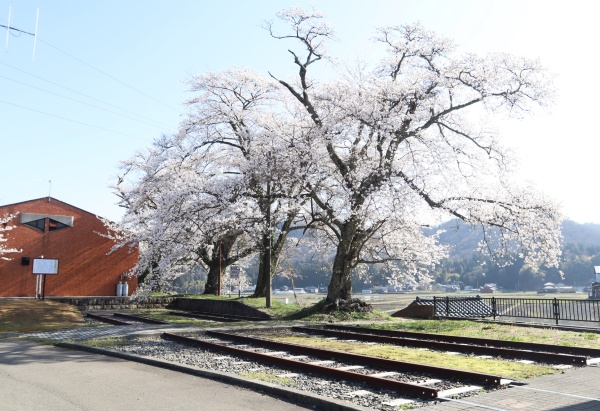 陶の谷駅の桜