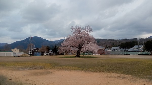 味真野小学校の桜2025