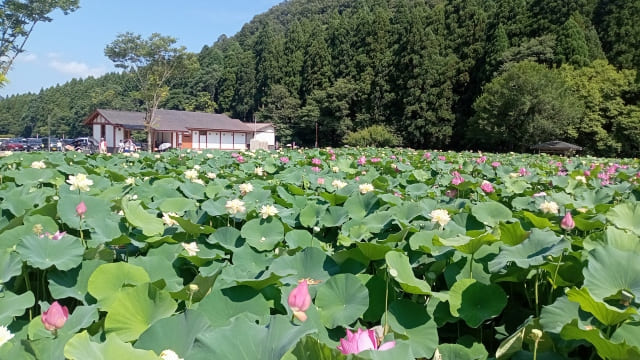 日本一の花はす生産地・南越前町