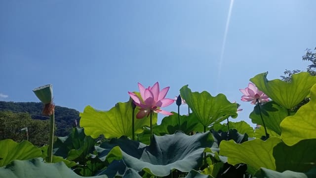 花はすの見頃