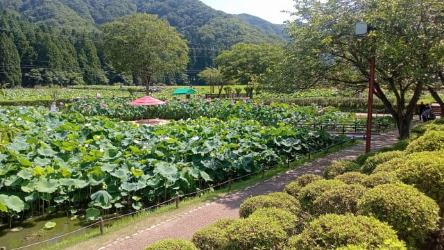 花はすまつり