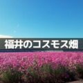 福井のコスモス畑